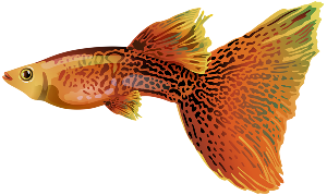 a beautiful guppy fish